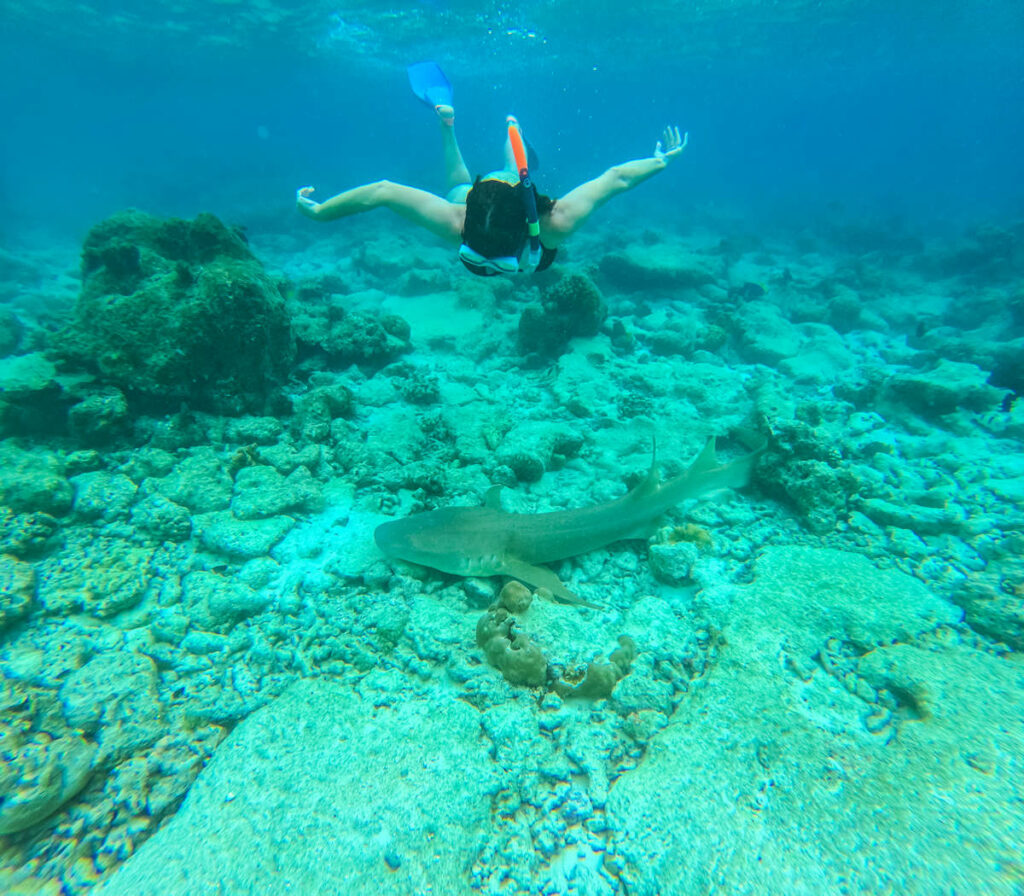 Ukulhas Korallenriff Ammenhai