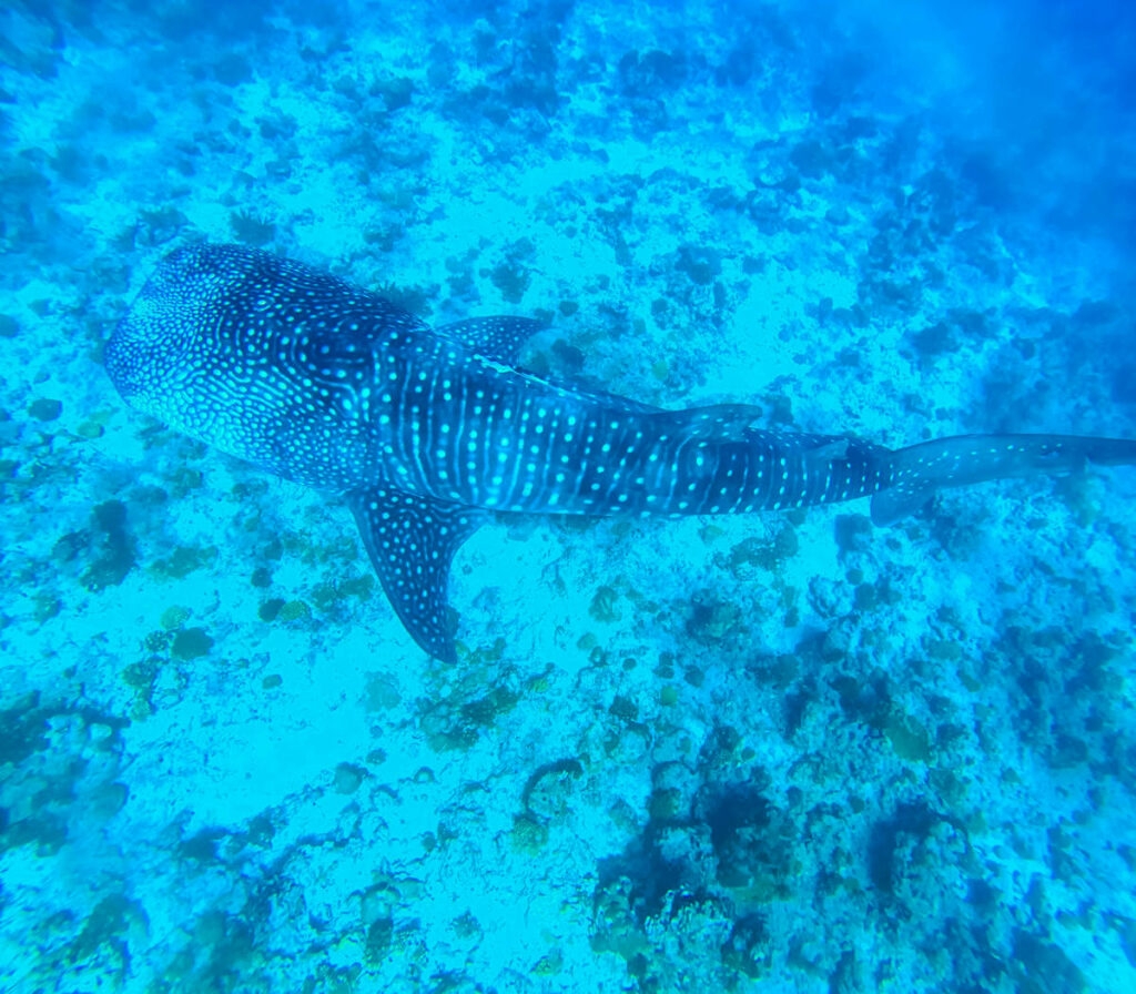 Walhaie Malediven