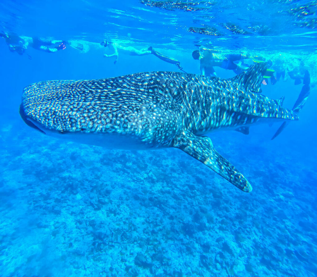 Walhaie Malediven Schwimmen