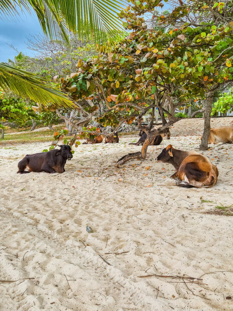 Kühe auf dem Playa Grande Luperón