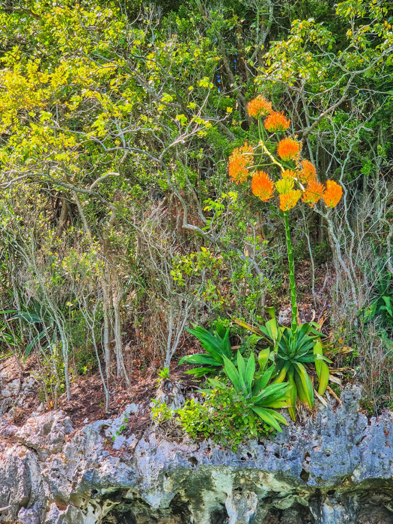 Agave in Los Haitises Nationalpark