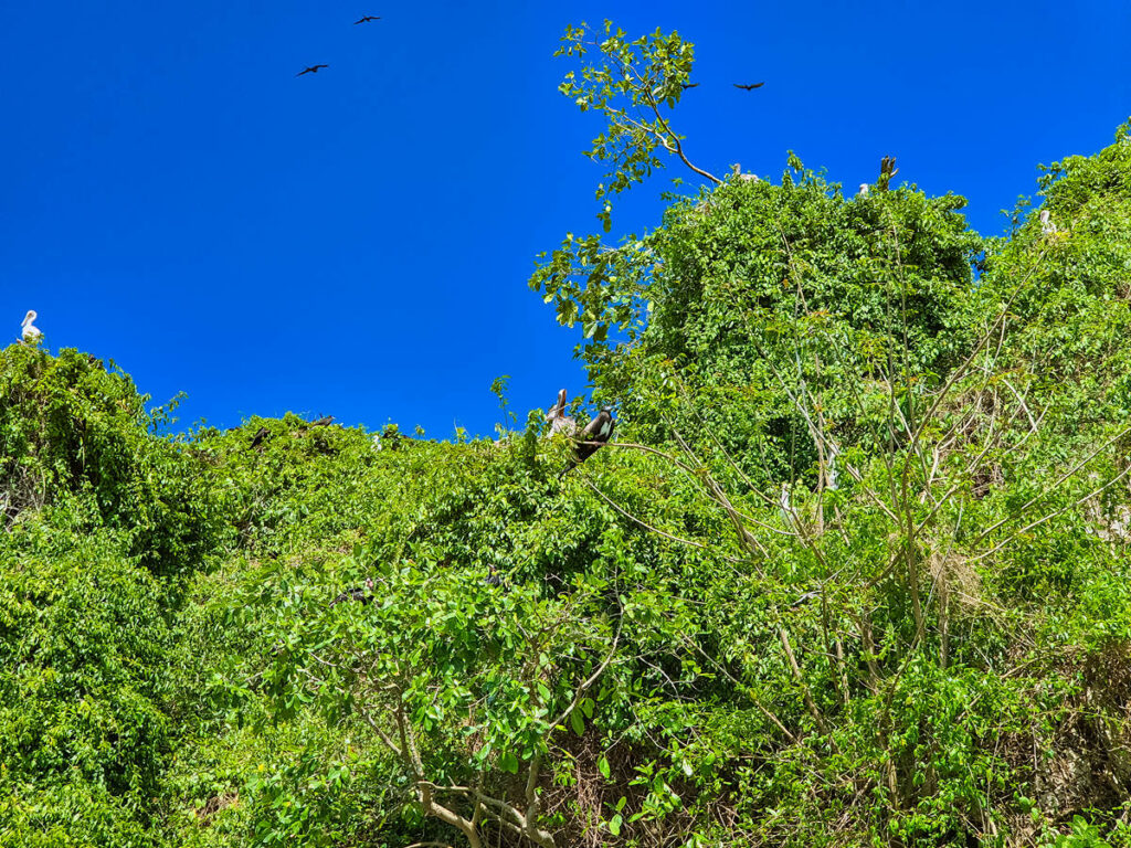 Pelikane nesten in Los Haitises National Park