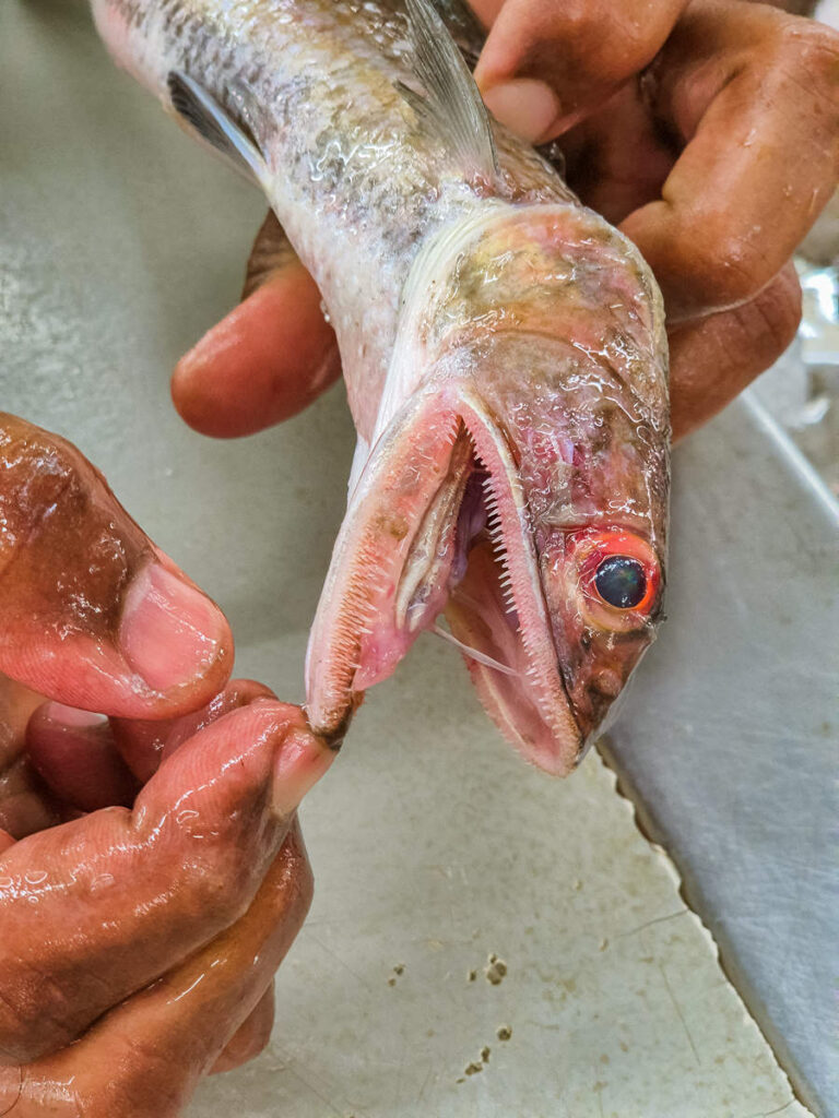 Fischmarkt Maskat Oman