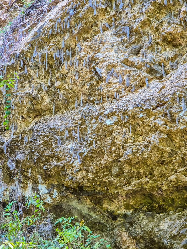 Wespennester im El Cubano Nationalpark