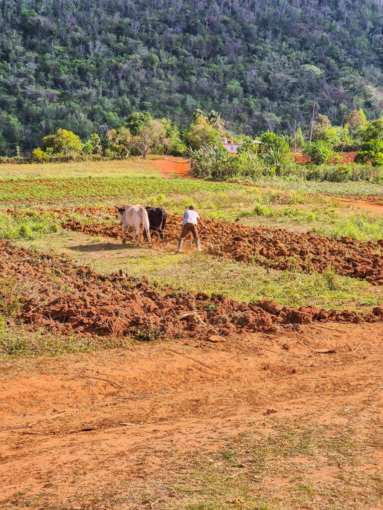 Bauer auf dem Feld im Vinales-Tal