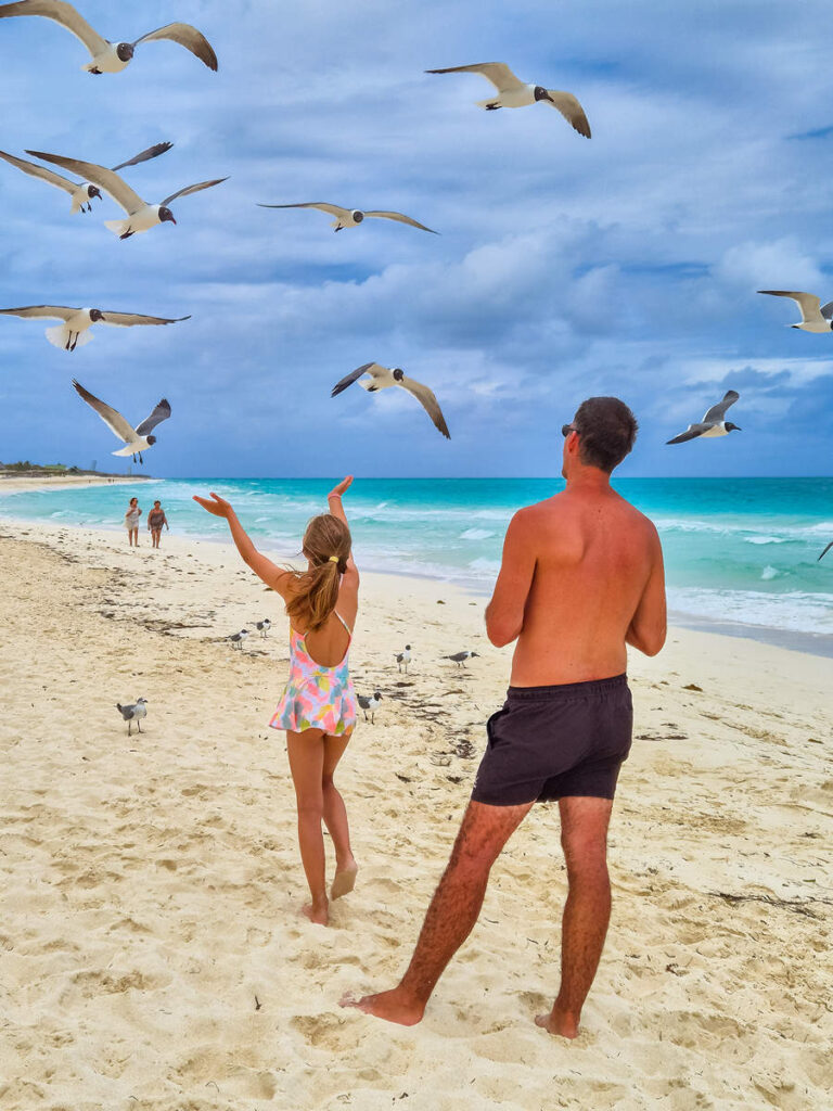 Möwen auf dem Cayo Santa Maria Beach