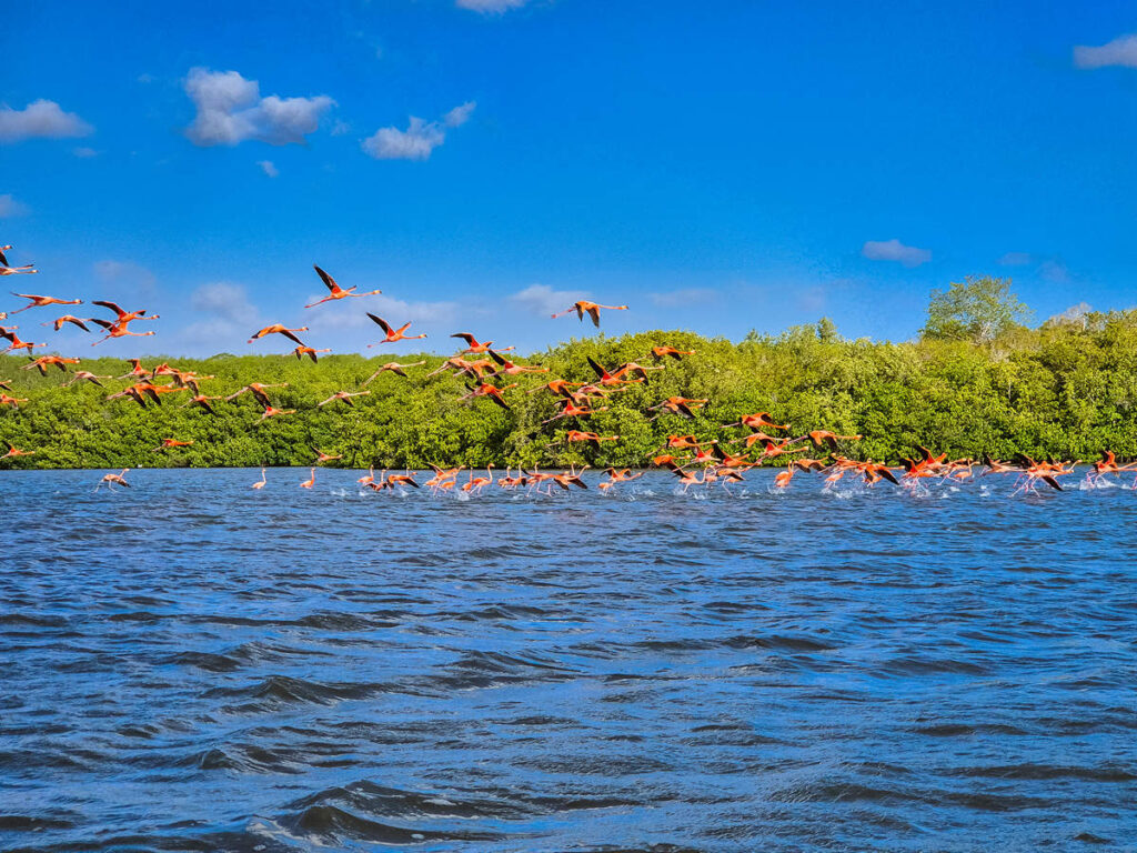 Laguna Guanaroca Flamingos