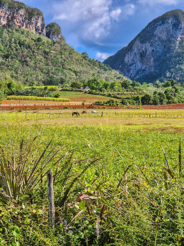 Vinales-Tal in Kuba