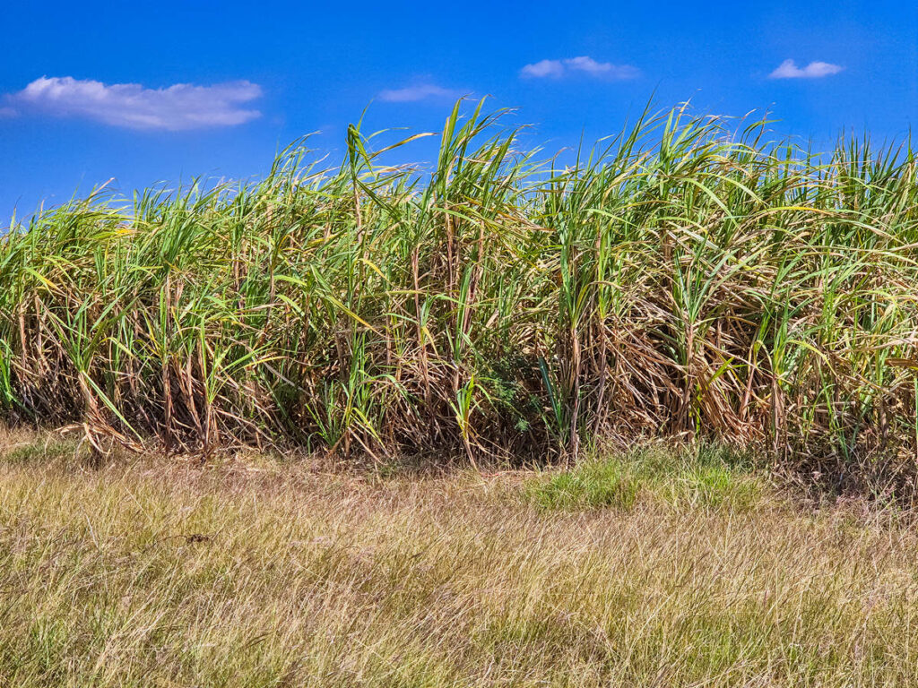 Zuckerrohrplantage in der Nähe von Cienfuegos