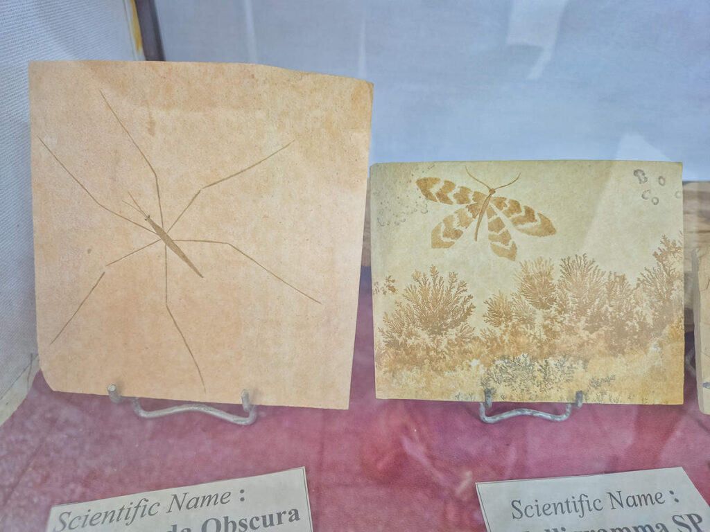 Versteinerte Insekten Tahiri Fossilienmuseum