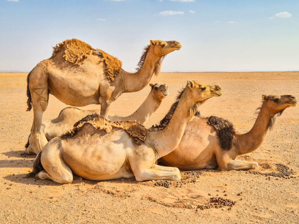 Kamele auf dem Weg nach Erg Chegaga