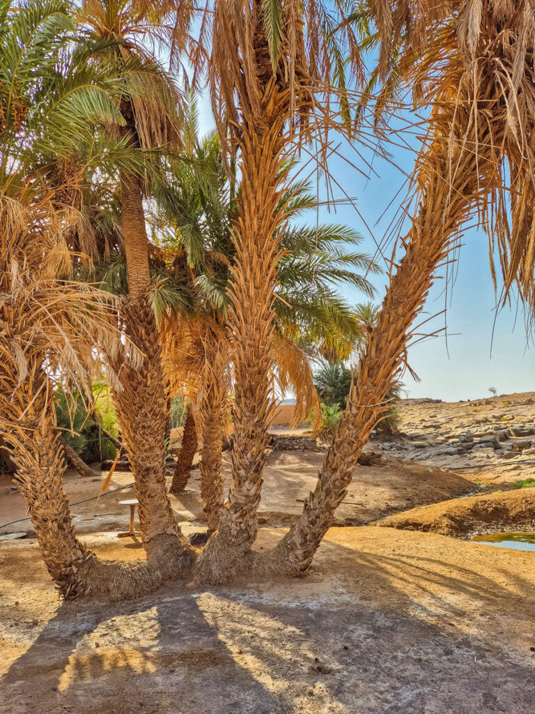 Oase Sacre in der Nähe von Erg Chegaga