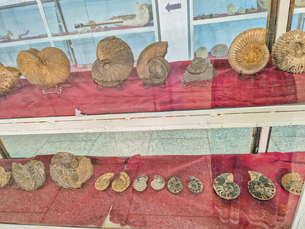 Ammoniten im Tahiri Museum