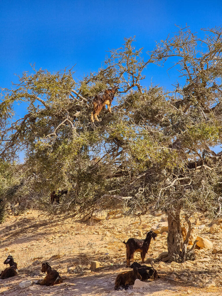 Arganbaum Ziegen Marokko