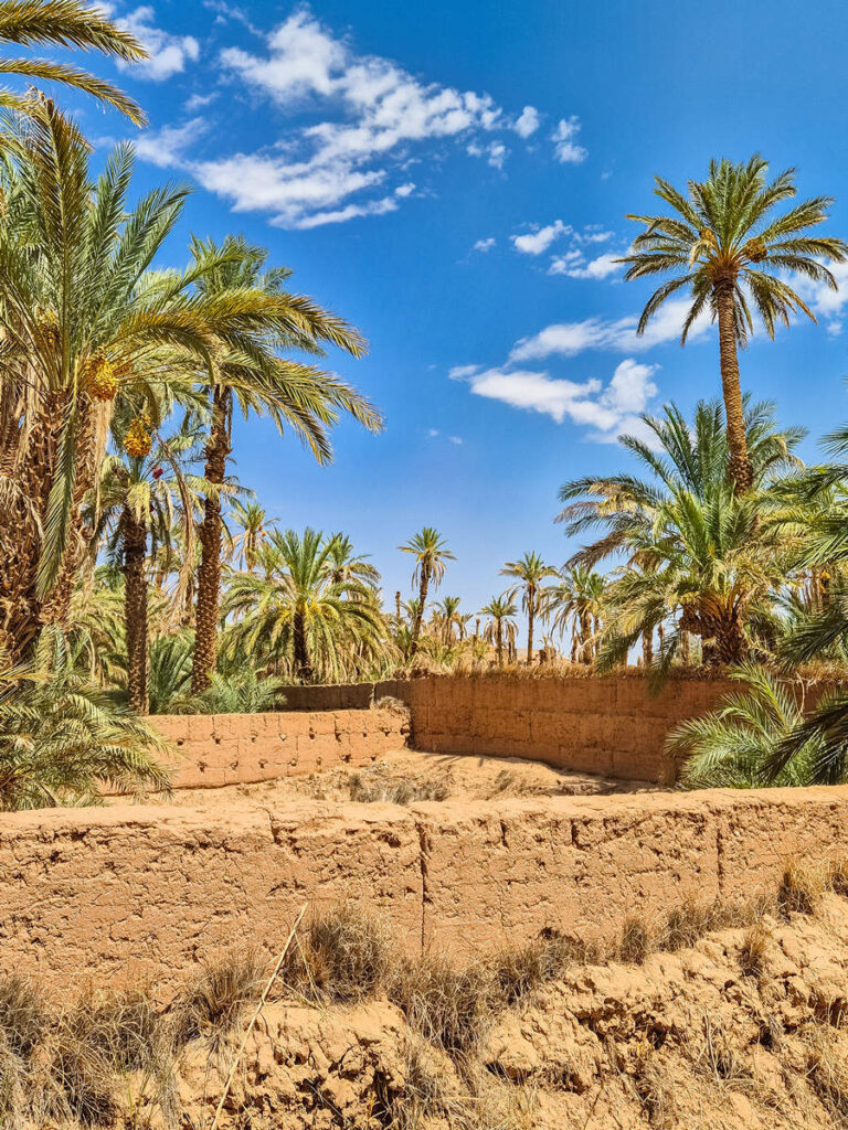 Palmenhaine in Zagora