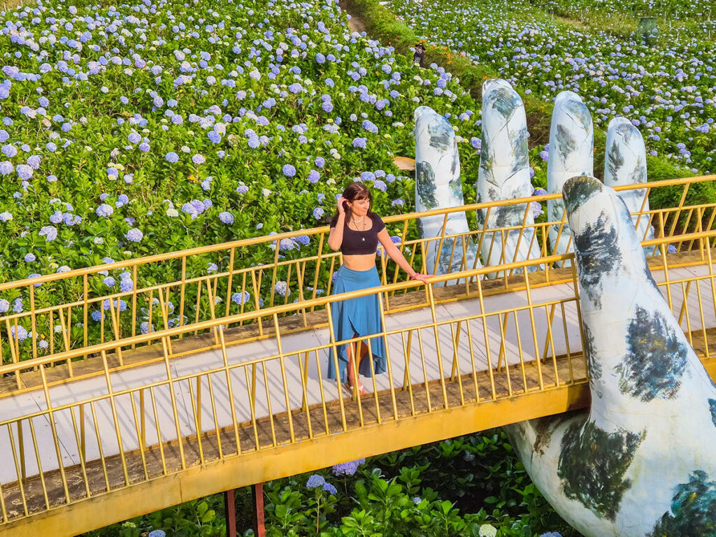 Hydrangea Field in Da Lat