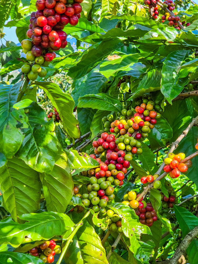 Kaffeepflanze Vietnam