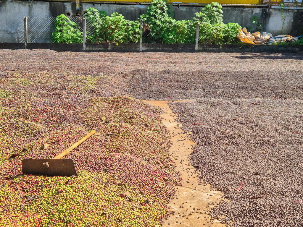Kaffeebohnen werden getrocknet
