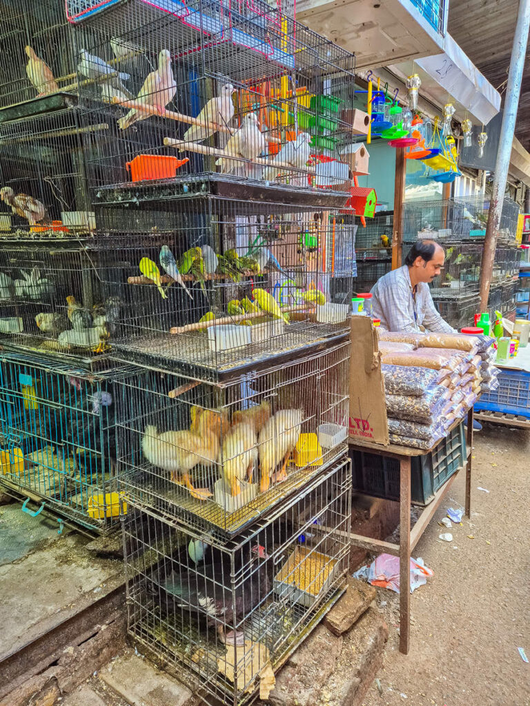 Haustiere Crawford Market