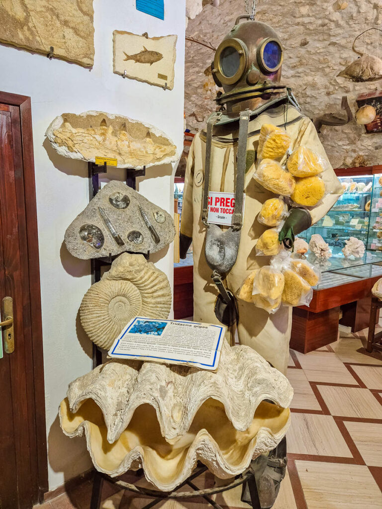 Museo Malacologico Vieste